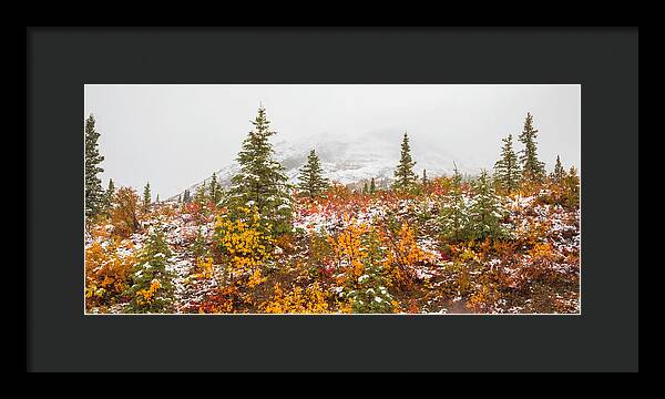 Autumn Transitions Denali Alaska - Framed Print