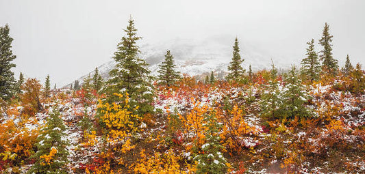 Autumn Transitions Denali Alaska - Art Print