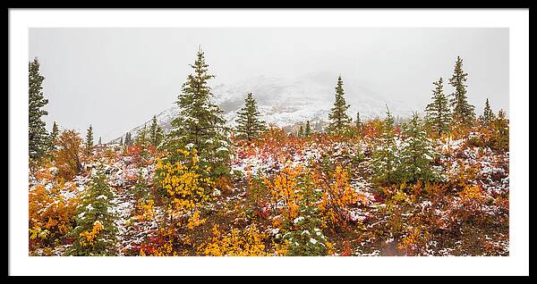 Autumn Transitions Denali Alaska - Framed Print