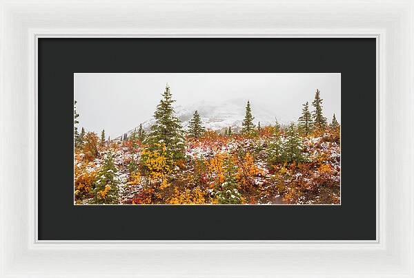 Autumn Transitions Denali Alaska - Framed Print