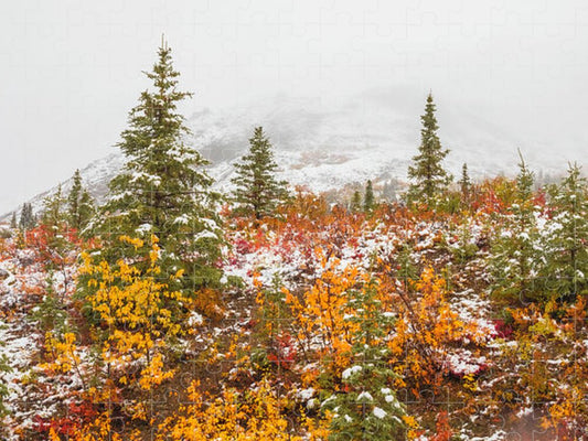 Autumn Transitions Denali Alaska - Puzzle