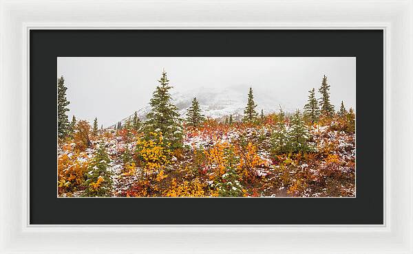 Autumn Transitions Denali Alaska - Framed Print