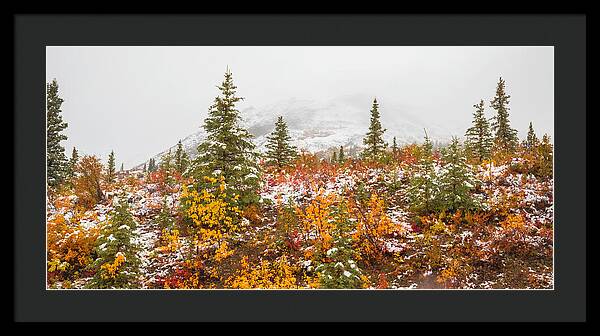 Autumn Transitions Denali Alaska - Framed Print