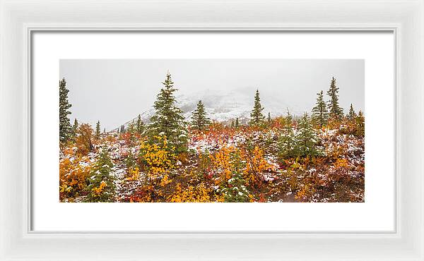 Autumn Transitions Denali Alaska - Framed Print