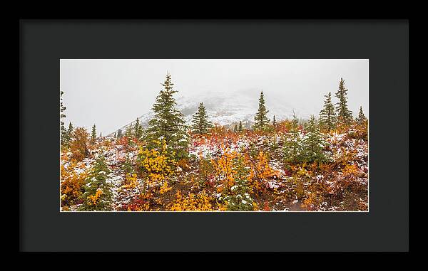 Autumn Transitions Denali Alaska - Framed Print