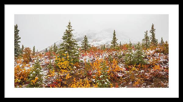 Autumn Transitions Denali Alaska - Framed Print