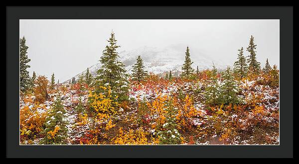 Autumn Transitions Denali Alaska - Framed Print