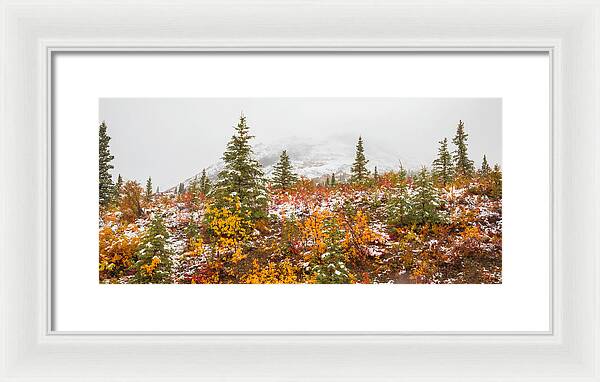 Autumn Transitions Denali Alaska - Framed Print