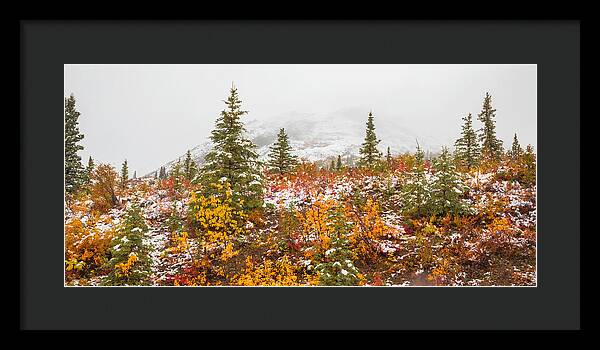 Autumn Transitions Denali Alaska - Framed Print