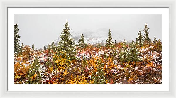 Autumn Transitions Denali Alaska - Framed Print