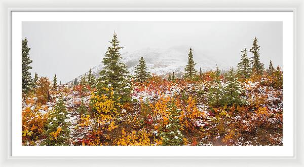 Autumn Transitions Denali Alaska - Framed Print