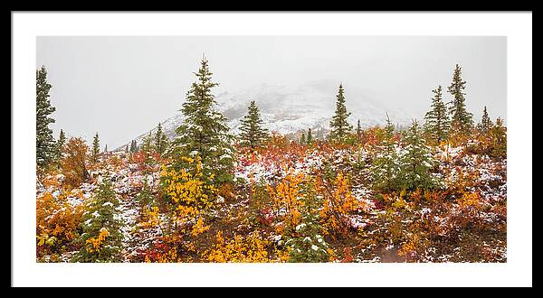 Autumn Transitions Denali Alaska - Framed Print