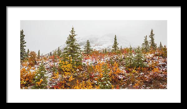 Autumn Transitions Denali Alaska - Framed Print