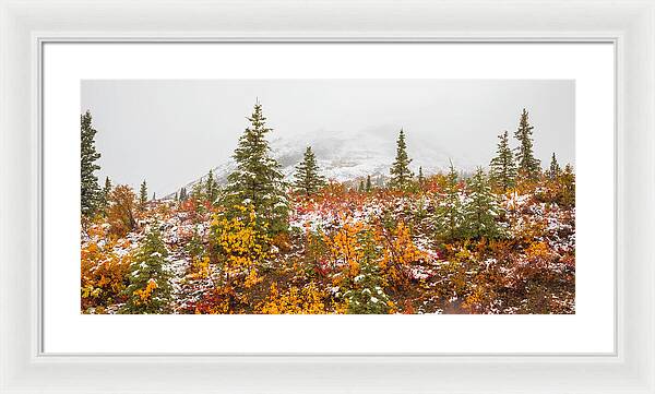 Autumn Transitions Denali Alaska - Framed Print