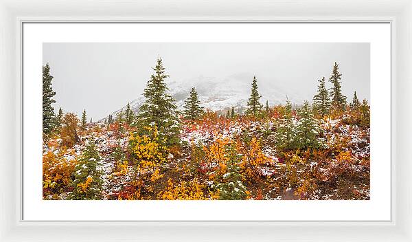 Autumn Transitions Denali Alaska - Framed Print