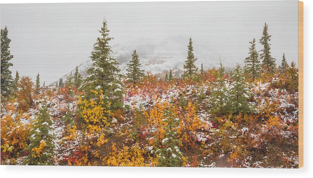 Autumn Transitions Denali Alaska - Wood Print