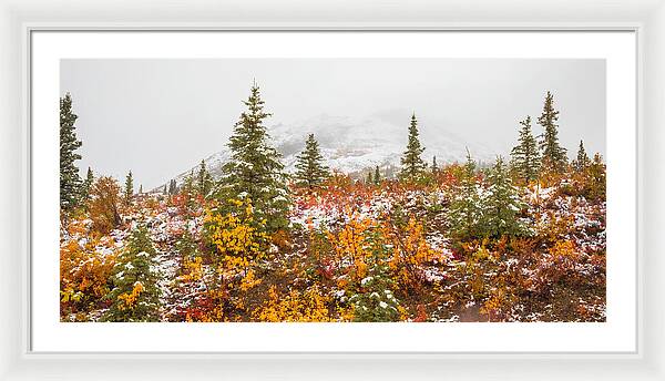 Autumn Transitions Denali Alaska - Framed Print