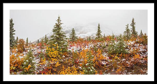 Autumn Transitions Denali Alaska - Framed Print