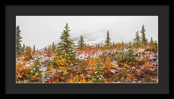 Autumn Transitions Denali Alaska - Framed Print