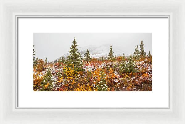 Autumn Transitions Denali Alaska - Framed Print