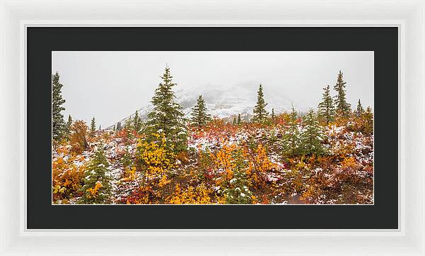 Autumn Transitions Denali Alaska - Framed Print