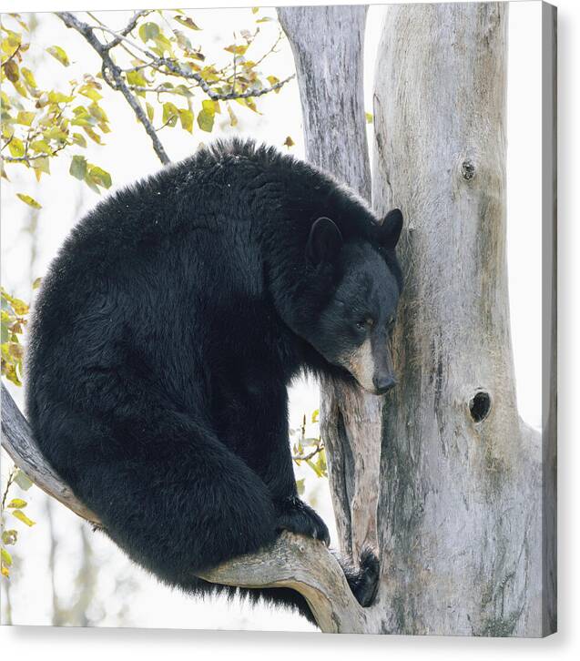 Black Bear In Tree - Canvas Print