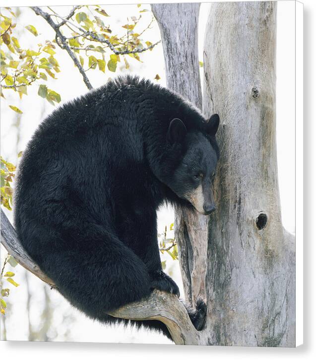 Black Bear In Tree - Canvas Print