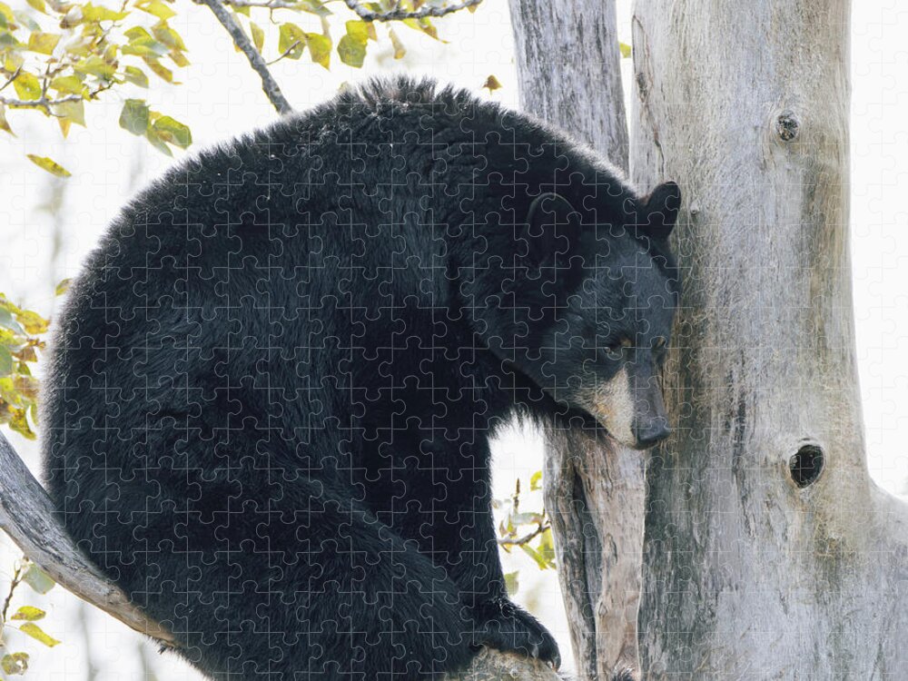 Black Bear In Tree - Puzzle