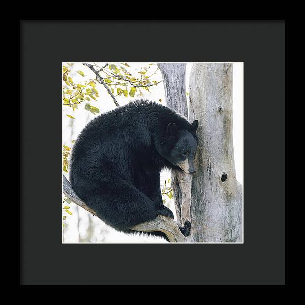 Black Bear In Tree - Framed Print