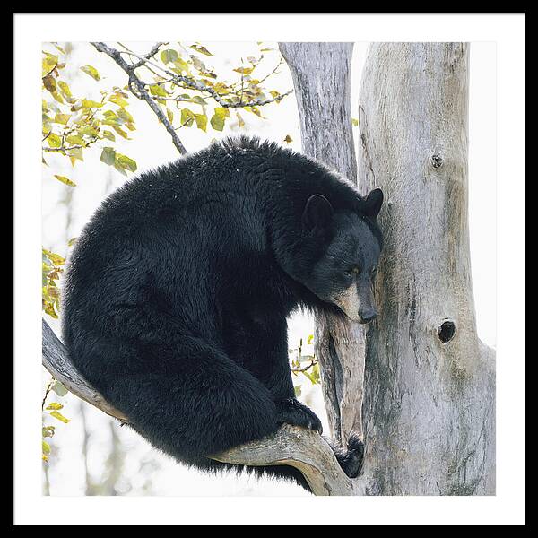 Black Bear In Tree - Framed Print