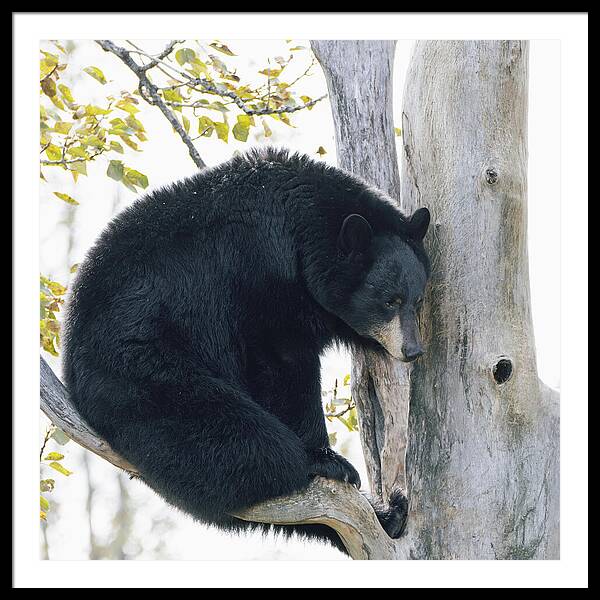 Black Bear In Tree - Framed Print