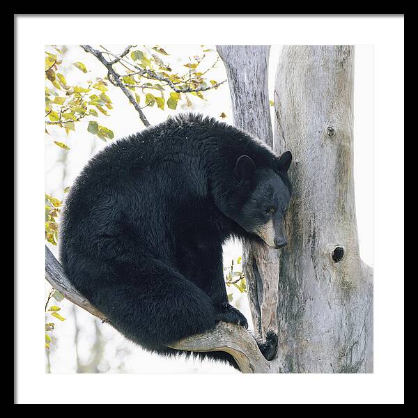 Black Bear In Tree - Framed Print