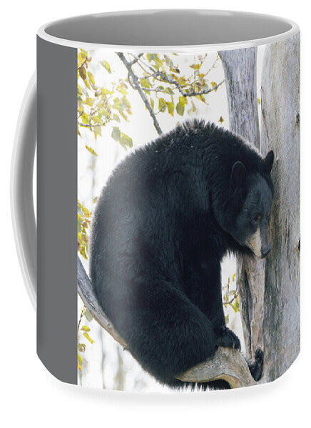 Black Bear In Tree - Mug