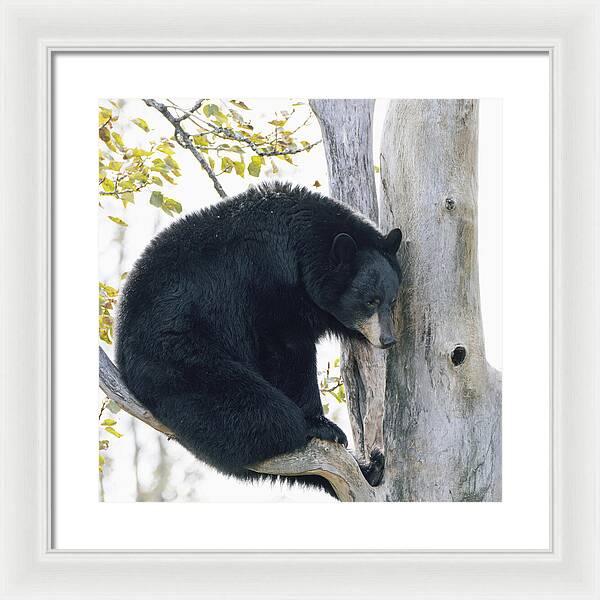 Black Bear In Tree - Framed Print