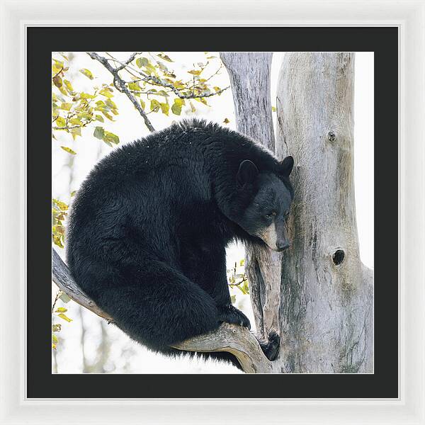 Black Bear In Tree - Framed Print