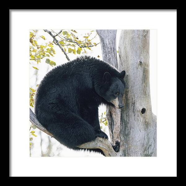 Black Bear In Tree - Framed Print