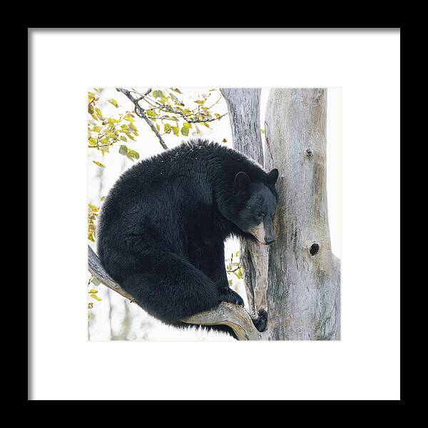 Black Bear In Tree - Framed Print