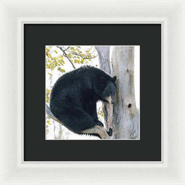 Black Bear In Tree - Framed Print