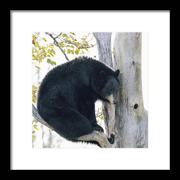 Black Bear In Tree - Framed Print