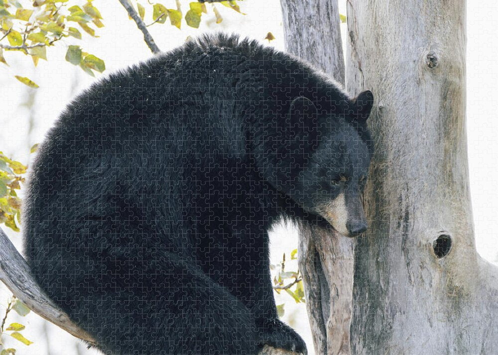 Black Bear In Tree - Puzzle