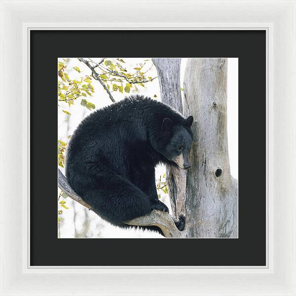 Black Bear In Tree - Framed Print