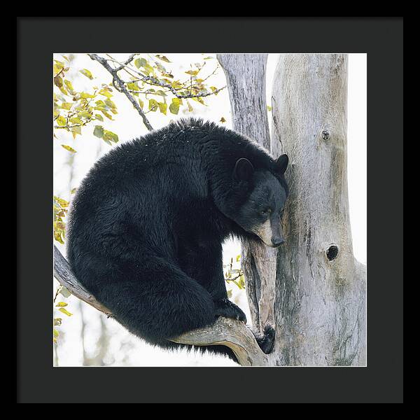 Black Bear In Tree - Framed Print