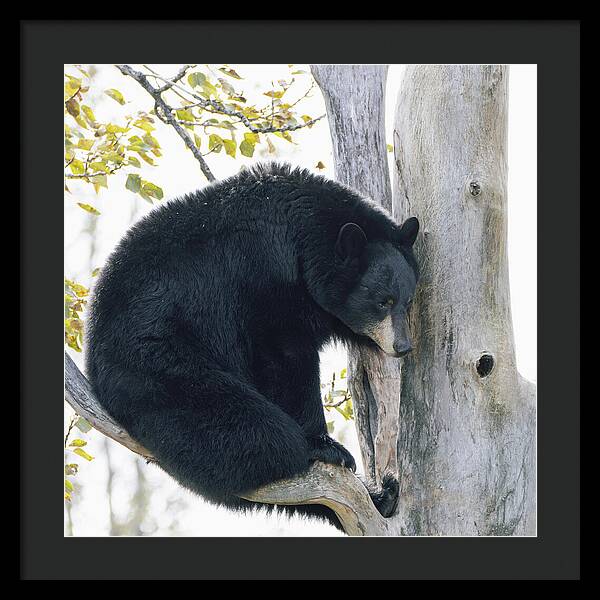 Black Bear In Tree - Framed Print