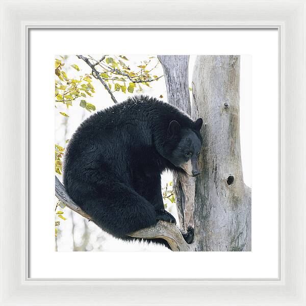 Black Bear In Tree - Framed Print