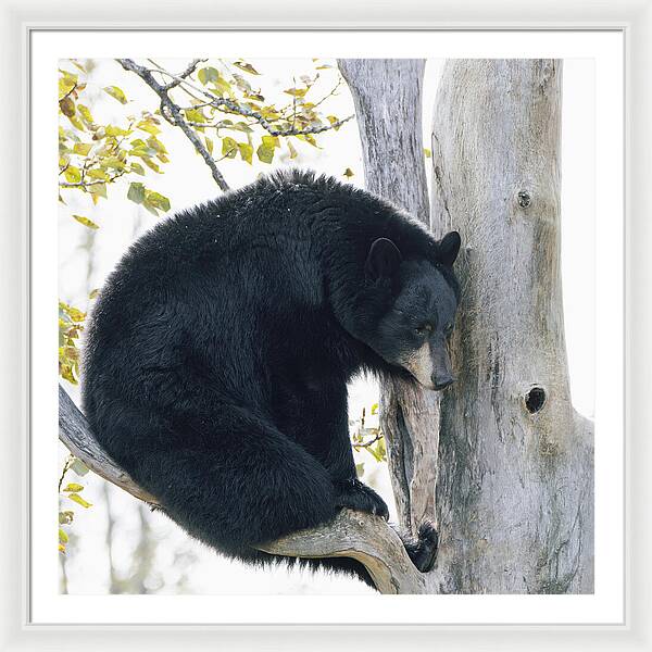 Black Bear In Tree - Framed Print