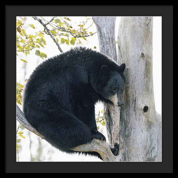 Black Bear In Tree - Framed Print