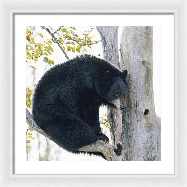 Black Bear In Tree - Framed Print