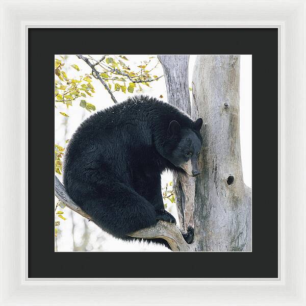 Black Bear In Tree - Framed Print