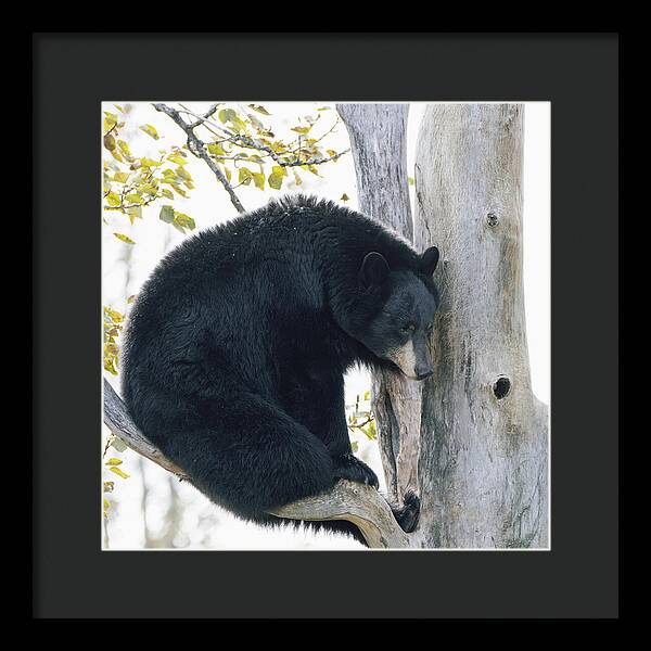 Black Bear In Tree - Framed Print