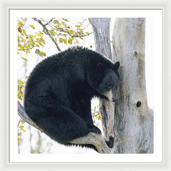 Black Bear In Tree - Framed Print